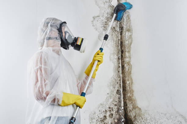 Best Residential Mold Removal  in Rocky River, OH