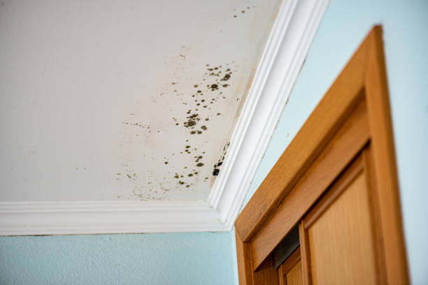 Best Certified Mold Removal  in Rocky River, OH