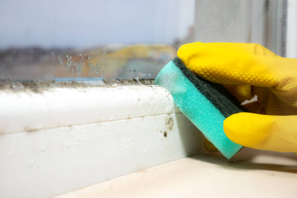 Best Attic Mold Removal  in Rocky River, OH