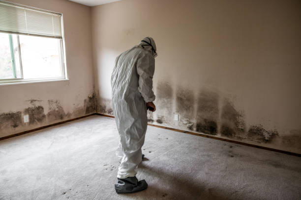 Certified Mold Removal in Rocky River, OH