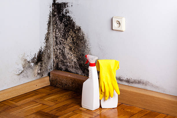 Best Emergency Mold Removal  in Rocky River, OH