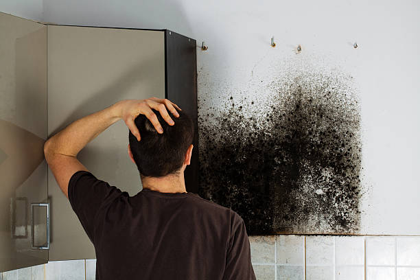 Best Mold Damage Repair  in Rocky River, OH