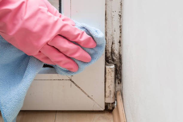 Home Mold Removal in Rocky River, OH