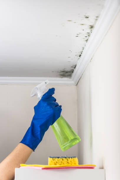 Best Commercial Mold Removal  in Rocky River, OH