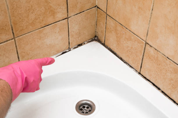 Best Local Mold Removal Service  in Rocky River, OH
